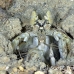 shrimp_mantis_unknown_sne_h_0212_yap0554.jpg